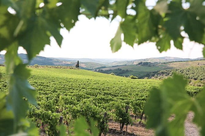 Chianti Wine Tour from Florence - Price and Value Check: Is $59.13 Worth It?