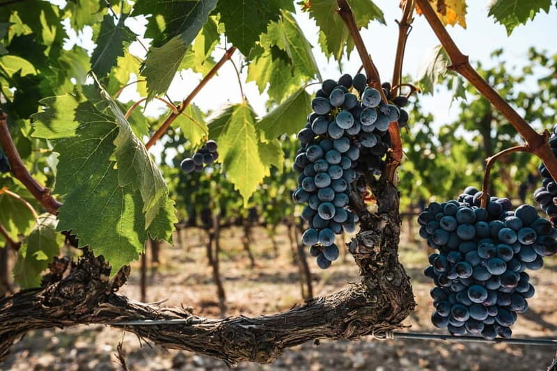 Florence: Chianti Vineyards Tour with Wine Tasting & Dinner - Who This Chianti Evening Suits (and Who Should Skip It)