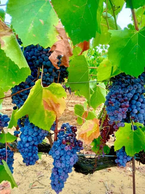 Florence: Countryside Tour with Wine Tasting & Pasta Class - The Wine Cellar Tour: 5 Organic Wines and Vin Santo