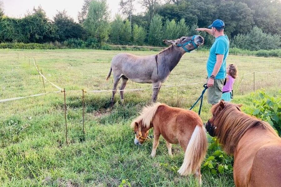 Florence: Countryside Tour with Wine Tasting & Pasta Class - Lunch or Dinner at the Long Table: Wine Pairings and a Sweet Finish