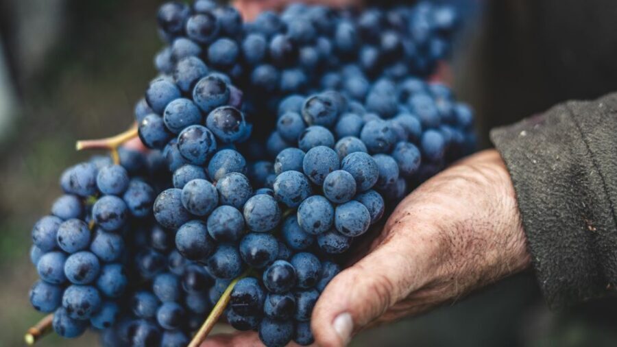 From Florence: Chianti Hills Half-Day Tour with Wine Tasting - Should You Book This Chianti Hills Wine Tasting?