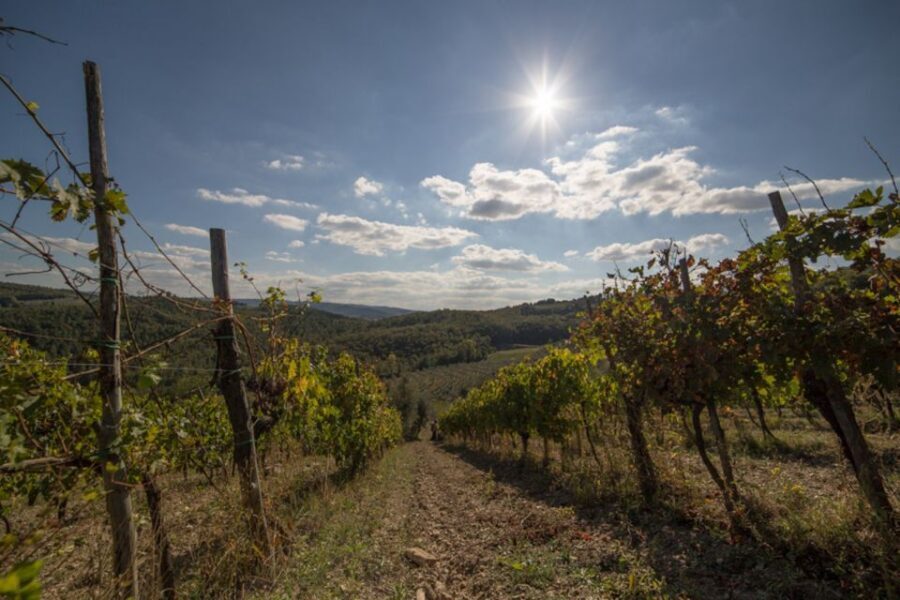 From Florence: Chianti Wine Tastings at Sunset Day Trip - Greve in Chianti and Montefioralle: where the views actually earn their keep