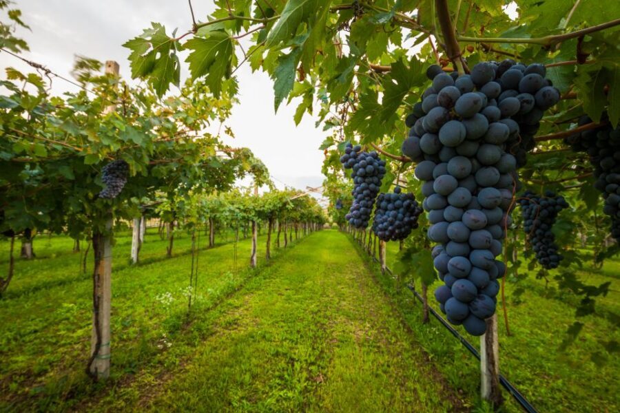 From Florence: Chianti Wine Tour with Tasting - Key Points to Know Before You Go