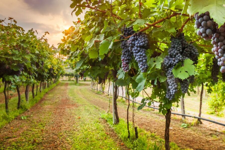 From Florence: Chianti Wine Tour with Tasting - Who Should Book This Chianti Tour (and Who Might Skip)