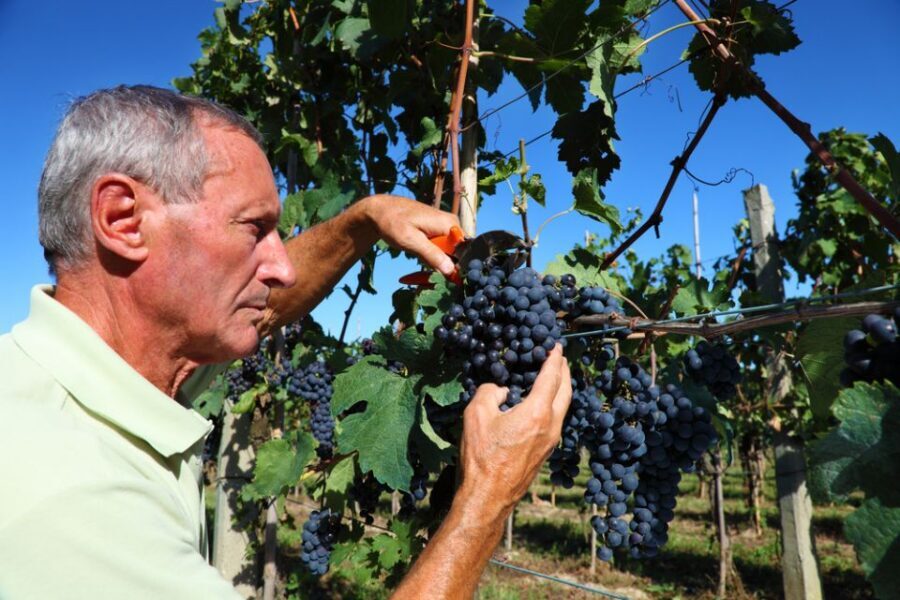 From Florence: Chianti Wine Tour with Tasting - Second Winery Stop: More Wines, More Scenery, More Time to React