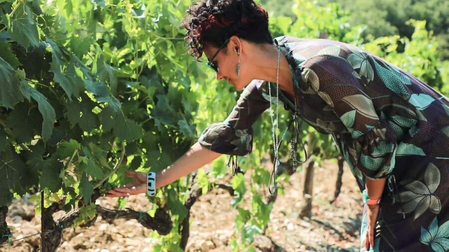 From Florence: Chianti Wine Tour with Tastings - Stop 1: An organic winery in Florentine Chianti Classico