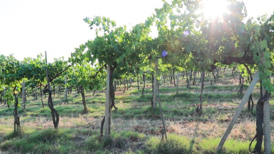 From Florence: Chianti Wine Tour with Tastings - The Chianti Hills drive: views, facts, and timing