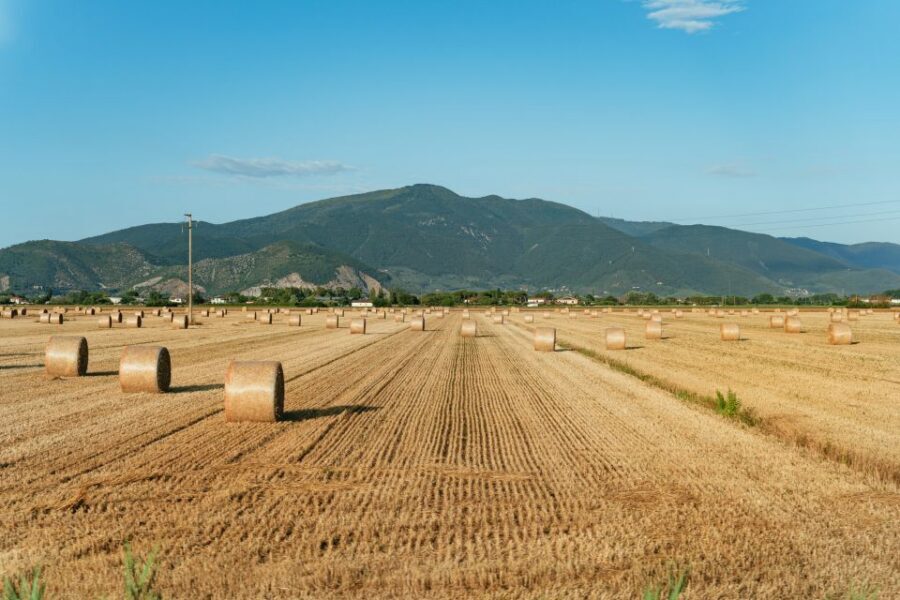 From Florence: Siena, San Gimignano, Pisa & Lunch at Winery - Chianti Winery Lunch and Wine Tasting: Why This Stop Is the Best Value