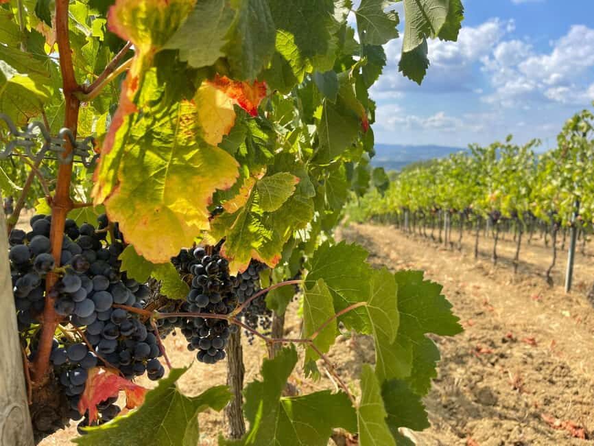 From Florence: Tuscany & San Gimignano Tour with 2 Tastings - Two wineries with very different personalities