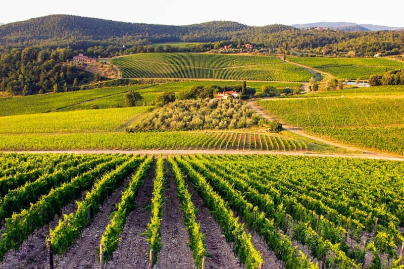 From Florence: Tuscany Wine & Food Tour with Guide - What you taste: Sangiovese-leaning wines plus olive oil and balsamic