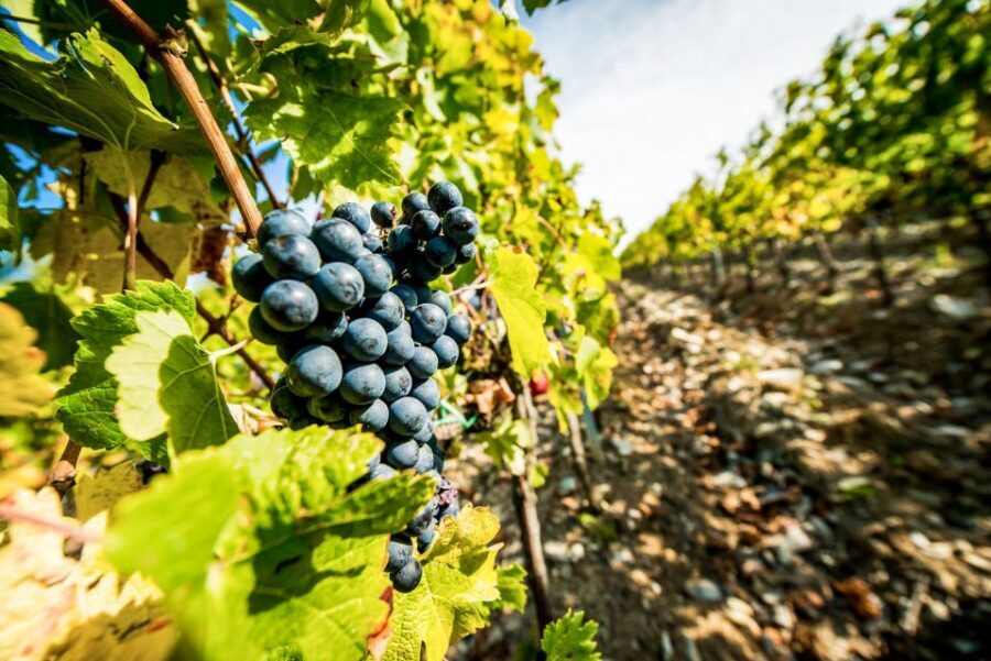 From Florence: Tuscany Wine & Food Tour with Guide - Group size, comfort, and the road that can make or break you