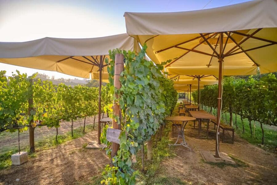From Florence: Wine Tasting and Dinner in Chianti Vineyards - From Florence Into Chianti: what this half-day format gets right