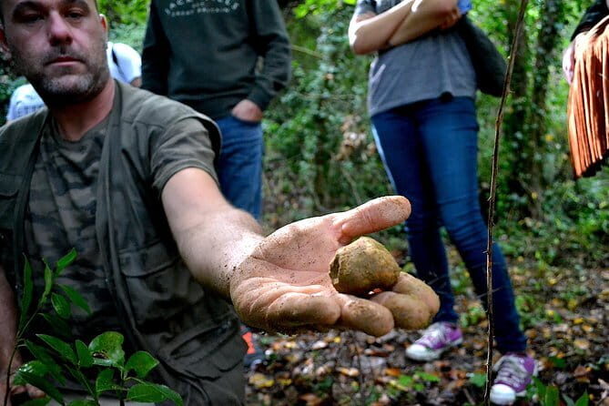 Full-Day Small-Group Truffle Hunting in Tuscany with Lunch - Price and value: what $405.30 buys you (and what it doesn’t)