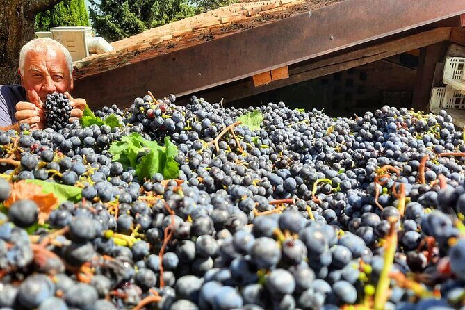 Greve in Chianti Wine Tasting and Winery Tour - Greve in Chianti’s family winery vibe: what you’re really paying for