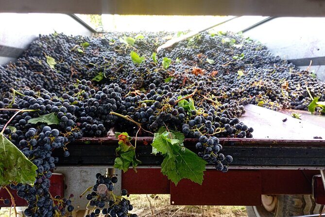 Greve in Chianti Wine Tasting and Winery Tour - Who should book this Chianti tasting (and who might not love it)