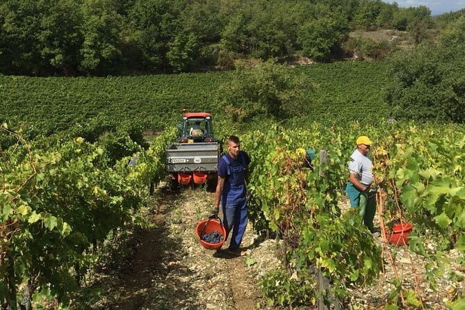 Small Group Chianti Wine Tasting with Seven Tuscan Wines - Fattoria San Pancrazio: What You Get at the 12th-Century Villa Stop