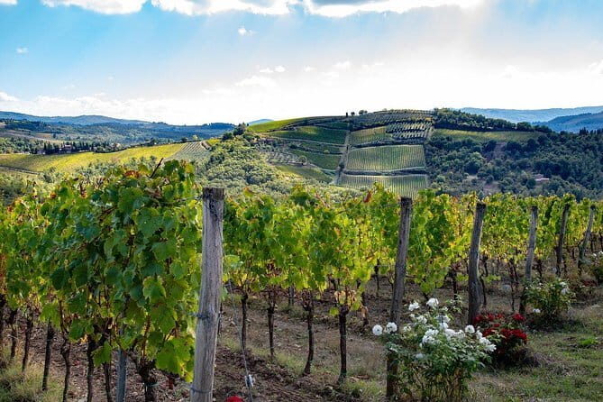 SMALL-GROUP Wine Safaris: Tuscan Wine Tasting Tours from Florence - Key things that make this wine safari worth your time