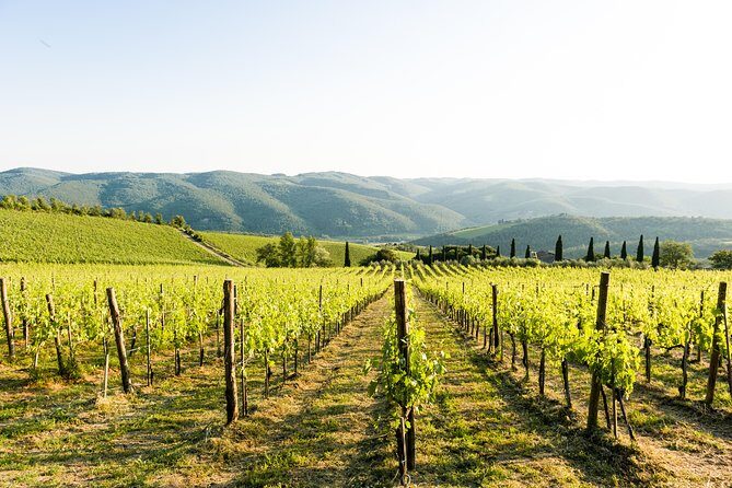 Tour and Tasting at an Organic Winery in the Heart of Chianti Classico Area - Chianti Classico in the real world: what this organic winery visit feels like