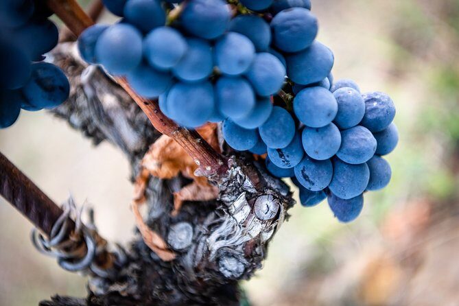 Tour and Tasting at an Organic Winery in the Heart of Chianti Classico Area - Cellar walk-through: where the “making” story becomes real