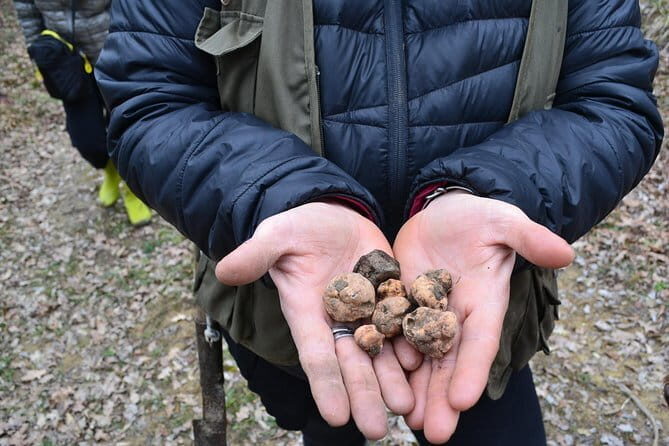 Truffle Hunting Experience with Lunch in San Miniato - Wine Pairings and the Farm-to-Table Feeling