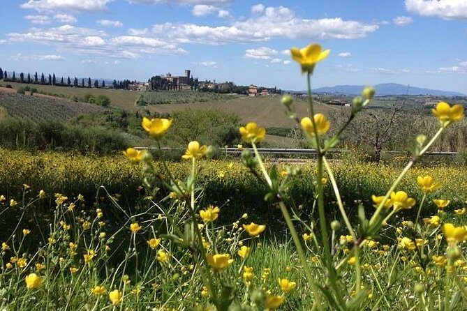 Tuscany Bike Tours Through the Chianti Hills with Wine Tasting - Castle-Stop Wine Tasting and Extra Virgin Olive Oil